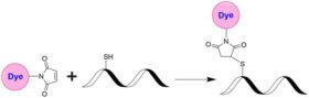 iFluor® 860 maleimide