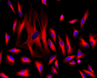 iFluor® 647 succinimidyl ester