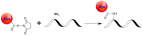 iFluor® 840 succinimidyl ester