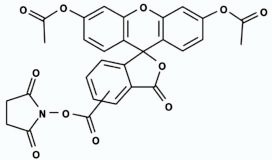 CFSE [5-(and 6)-Carboxyfluorescein diacetate, succinimidyl ester]