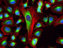 Cell Navigator® Mitochondrion Staining Kit *Green Fluorescence*