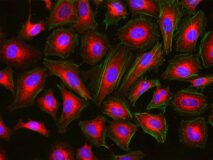 Cell Navigator® Mitochondrion Staining Kit *Orange Fluorescence*