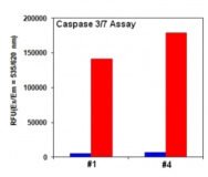 Cell Meter™ Multiplexing Caspase 3/7, 8 and 9 Activity Assay Kit *Triple Fluorescence Colors*