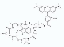 Phalloidin-Tetramethylrhodamine Conjugate