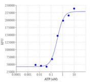 Cell Meter™ No Wash and Probenecid-Free Endpoint Calcium Assay Kit