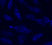 Cell Navigator® Mitochondrion Staining Kit *Blue Fluorescence*