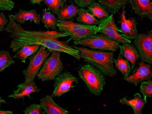 Cell Navigator® Mitochondrion Staining Kit *Red Fluorescence*