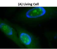 Cell Navigator® Live Cell RNA Imaging Kit *Green Fluorescence*