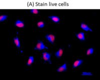 Cell Navigator® Live Cell Endoplasmic Reticulum (ER) Staining Kit *Blue Fluorescence*