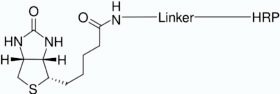 HRP-Biotin Conjugate