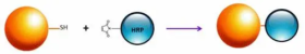 ReadiUse™ Preactivated HRP maleimide