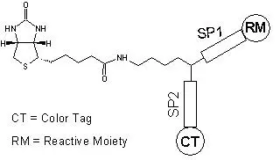 ReadiLink™ Protein Biotinylation Kit 