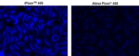 iFluor® 430 succinimidyl ester