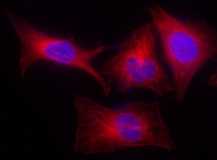 iFluor® 514 succinimidyl ester