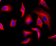 iFluor® 532 succinimidyl ester