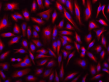 iFluor® 546 succinimidyl ester