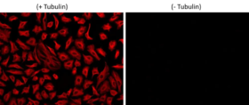 iFluor® 560 succinimidyl ester