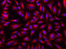 iFluor® 568 succinimidyl ester