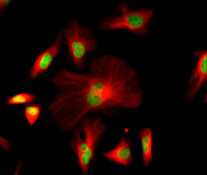 iFluor® 680 succinimidyl ester