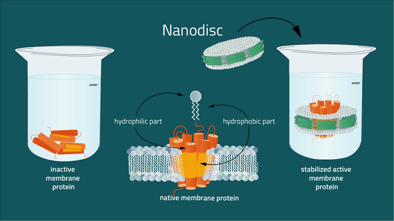 ¿Qué son los Nanodiscos? - CIDSA