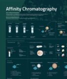 Póster – Cromatografía de afinidad