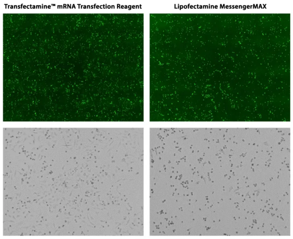 Reactivos De Transfecci n Transfectamine MRNA CIDSA