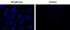 Ensayo de peróxido de hidrógeno intracelular fluorimétrico Cell Meter™