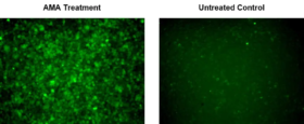 Ensayo de actividad de superóxido mitocondrial fluorimétrico Cell Meter™