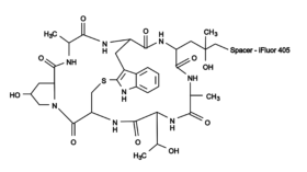 Conjugado Phalloidin-iFluor® 405 Fluorescente azul