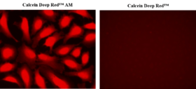 Calcein Deep Red™, sonda fluorescente