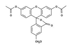 CytoTrace™ Green CMFDA, sonda fluorescente