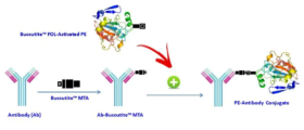 Buccutite™ Rapid PE-Cy5 Tandem Antibody Labeling Kit