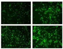 Reactivo de Transfección Transfectamine™ 6000 CRISPR