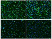 Reactivo de Transfección Transfectamine™ 7000 siRNA